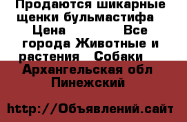 Продаются шикарные щенки бульмастифа › Цена ­ 45 000 - Все города Животные и растения » Собаки   . Архангельская обл.,Пинежский 